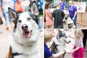 Iowa Arts Festival Pet Therapy Dog